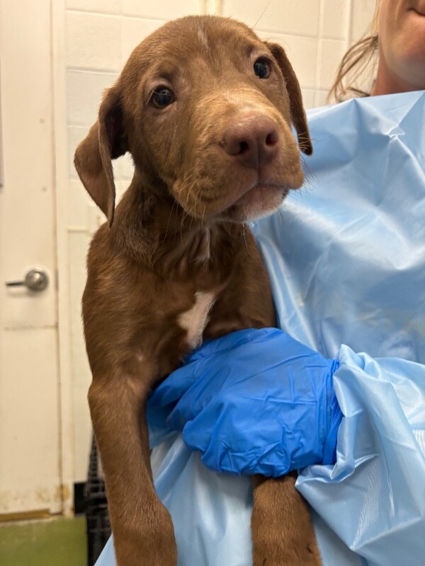 Picture of the Animal Listed