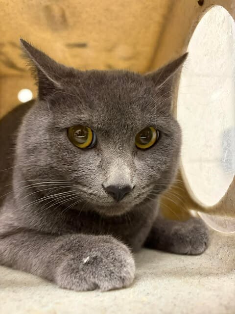 Picture of the Animal Listed