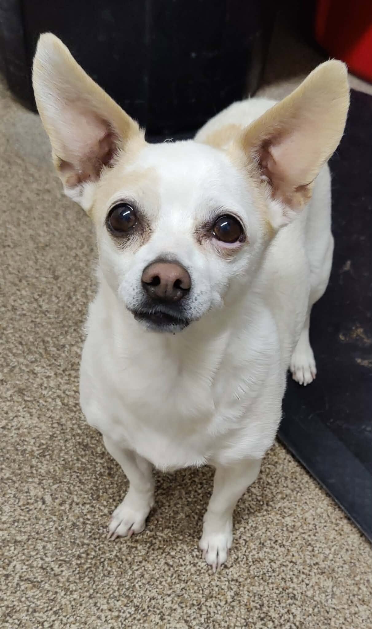 Picture of the Animal Listed