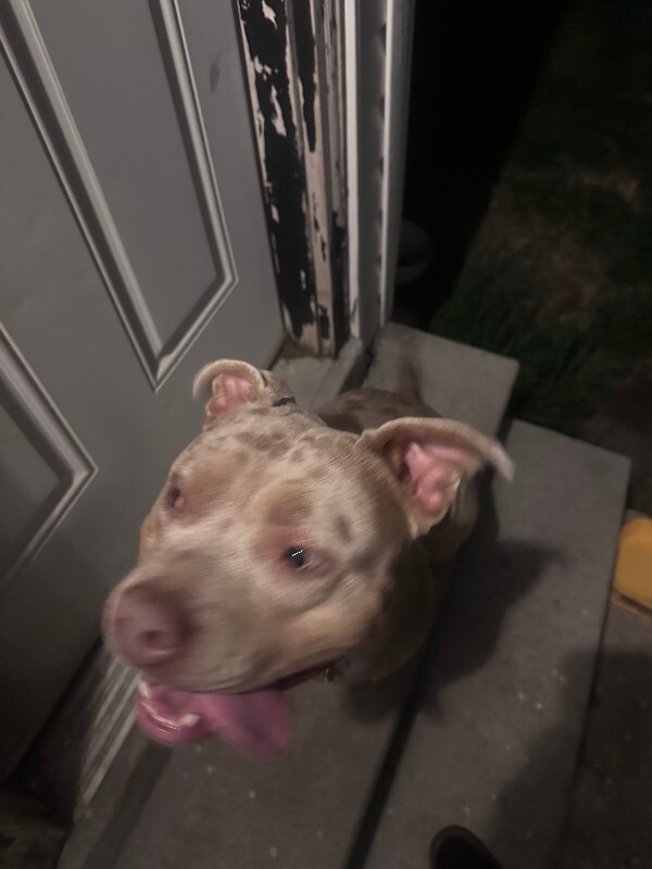 Picture of the Animal Listed