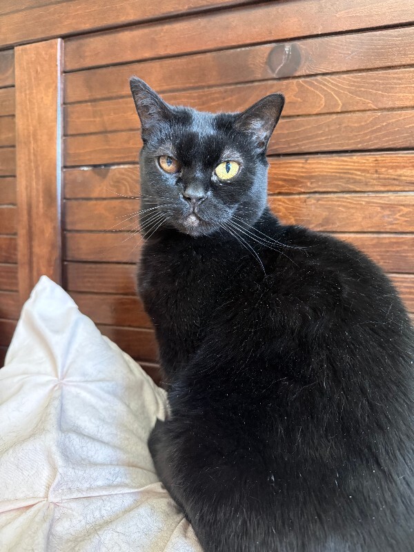 Picture of the Animal Listed