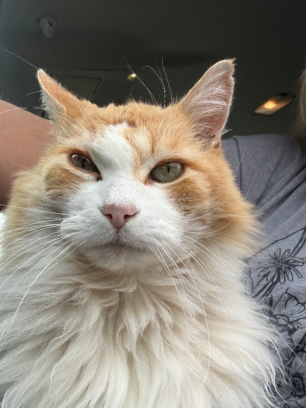 Picture of the Animal Listed