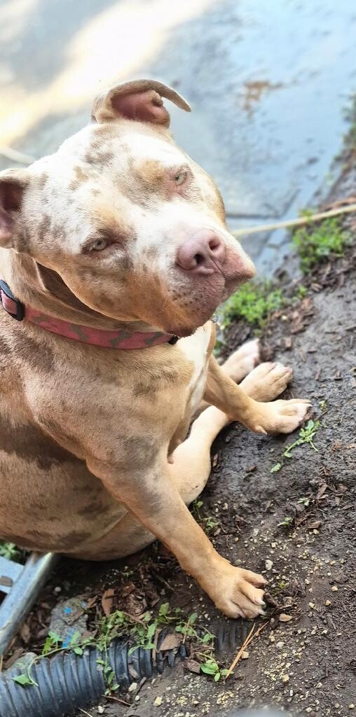 Picture of the Animal Listed