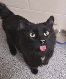 Picture of the Animal Listed