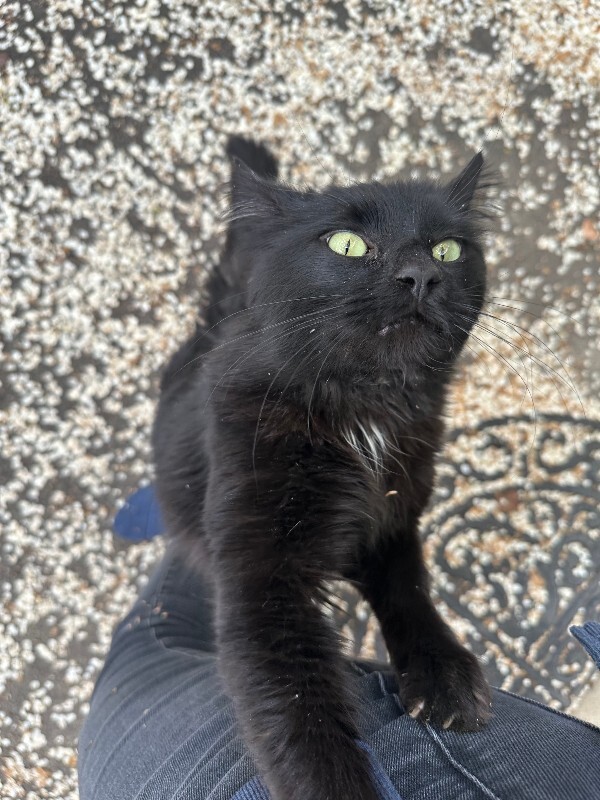 Picture of the Animal Listed