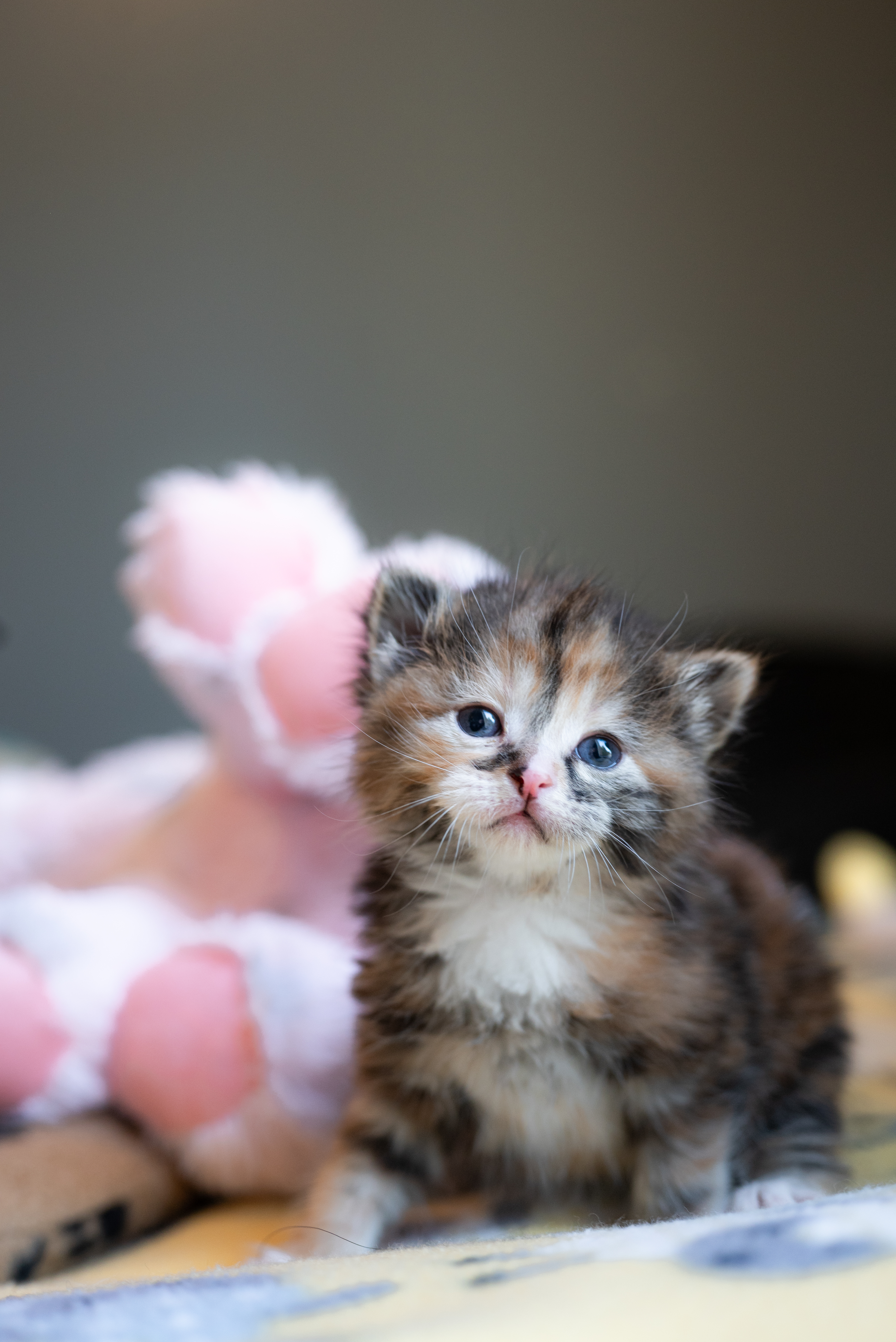 Picture of the Animal Listed