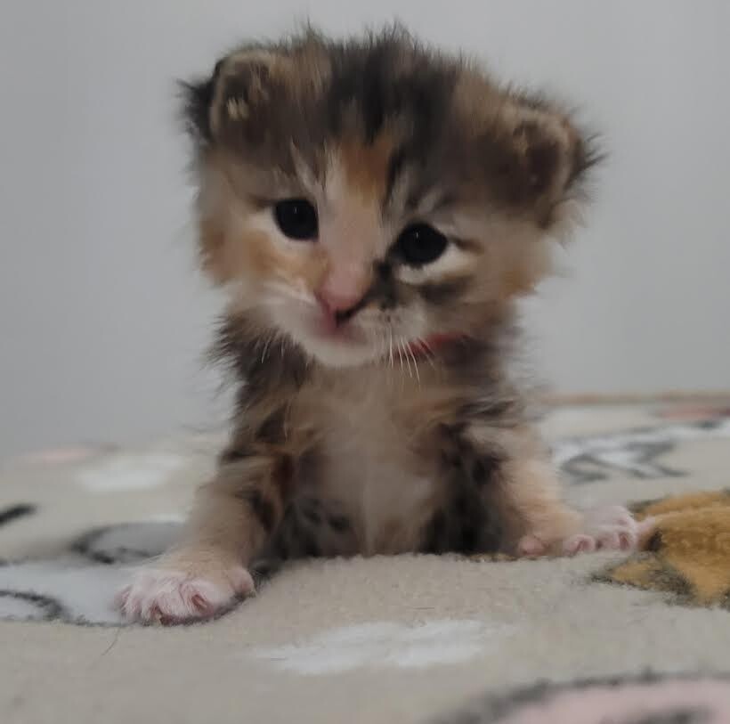 Picture of the Animal Listed