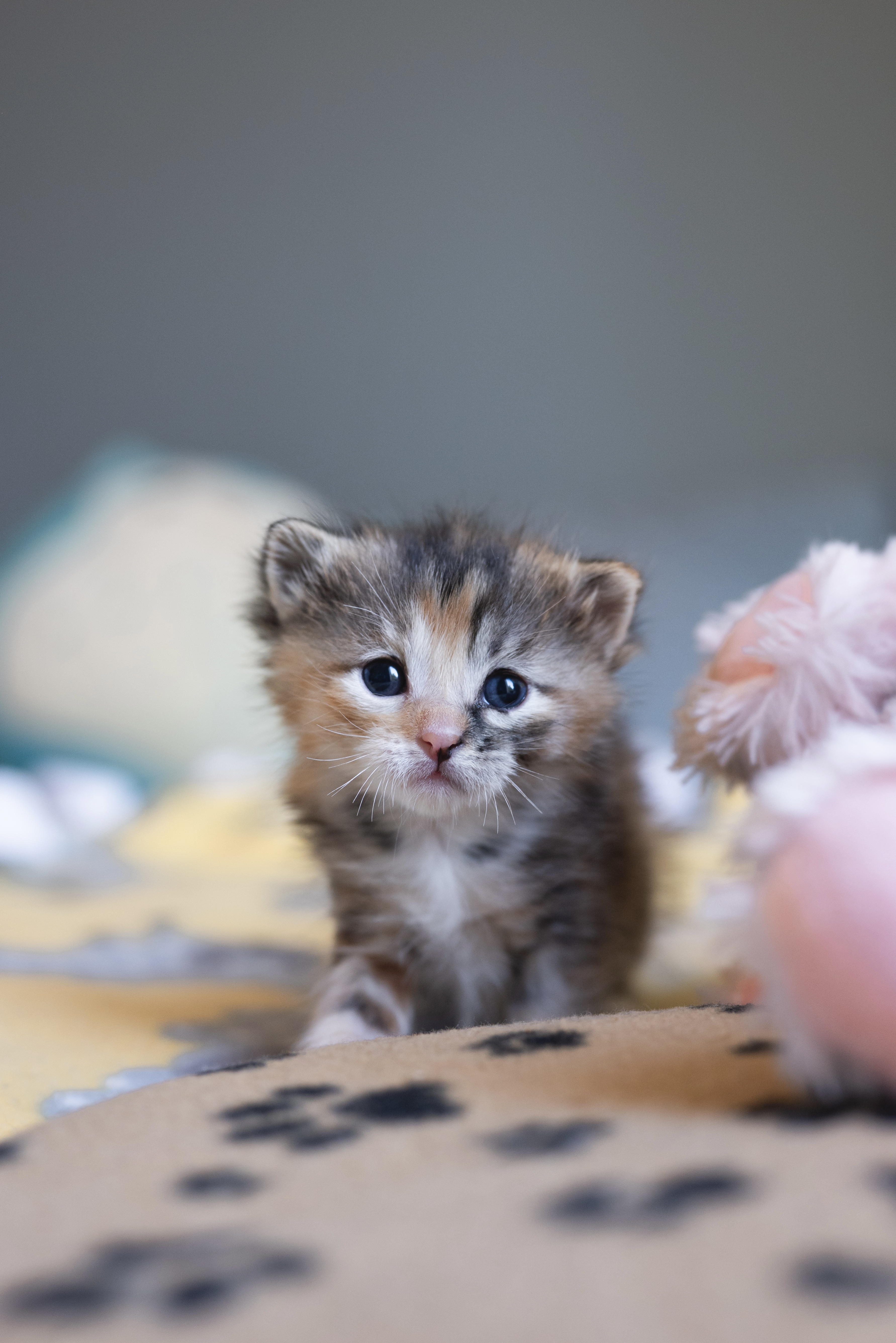 Picture of the Animal Listed