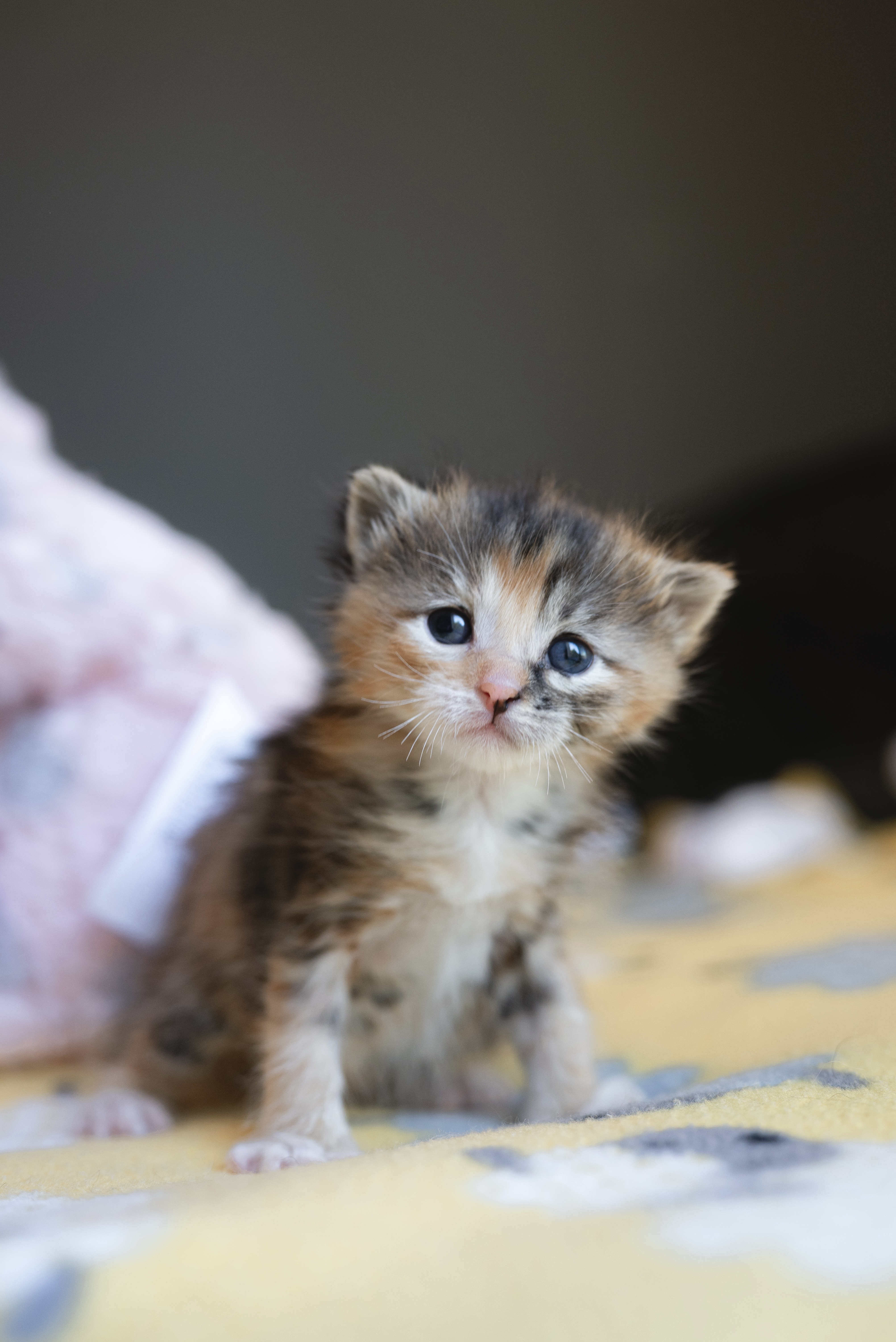 Picture of the Animal Listed