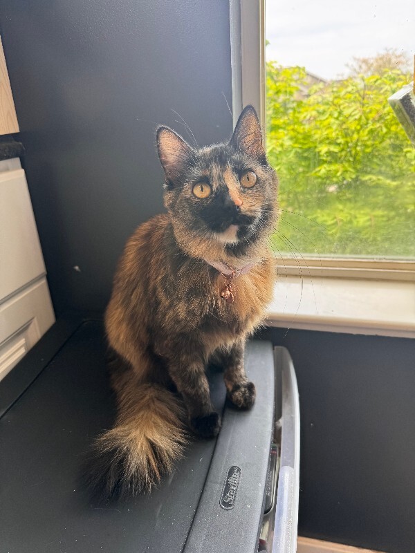 Picture of the Animal Listed