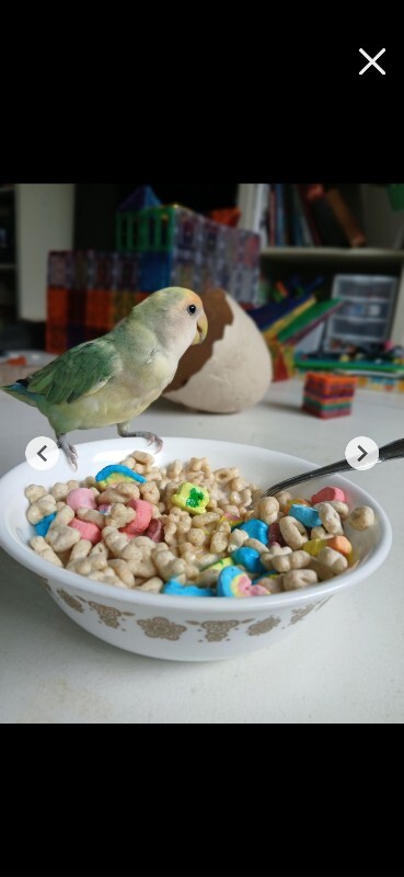 Picture of the Animal Listed