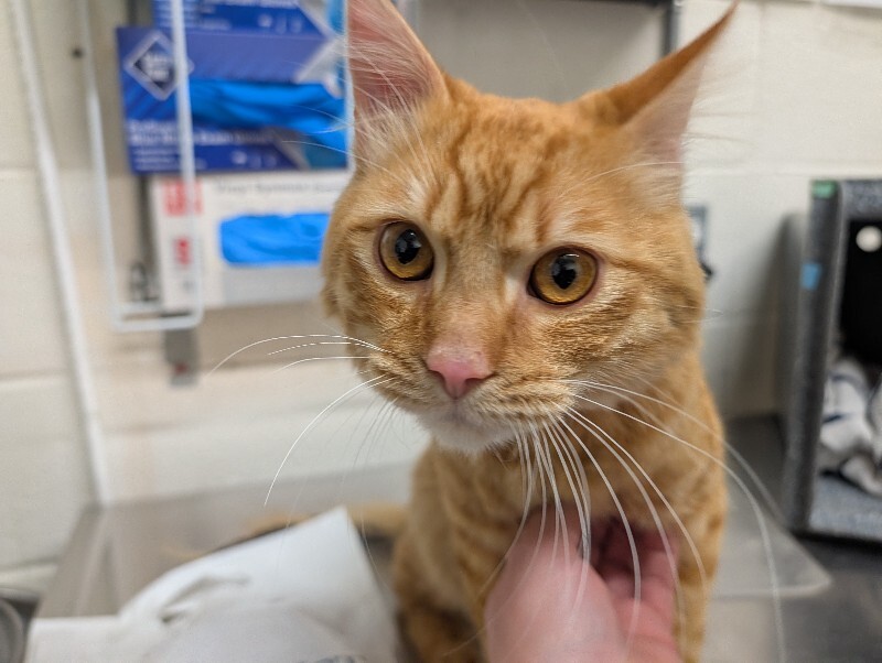 Picture of the Animal Listed