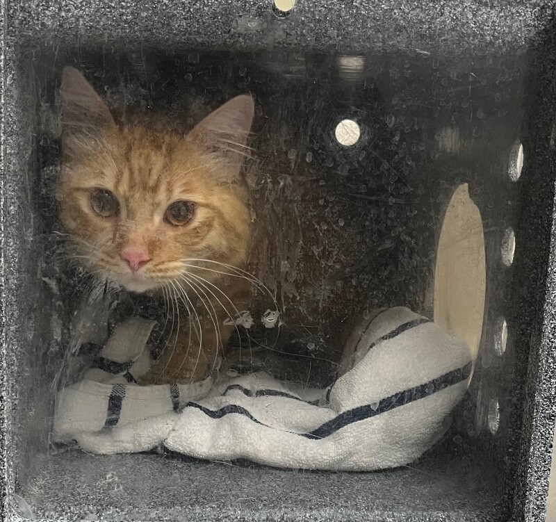 Picture of the Animal Listed