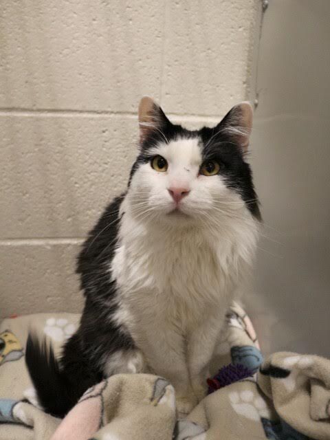 Picture of the Animal Listed