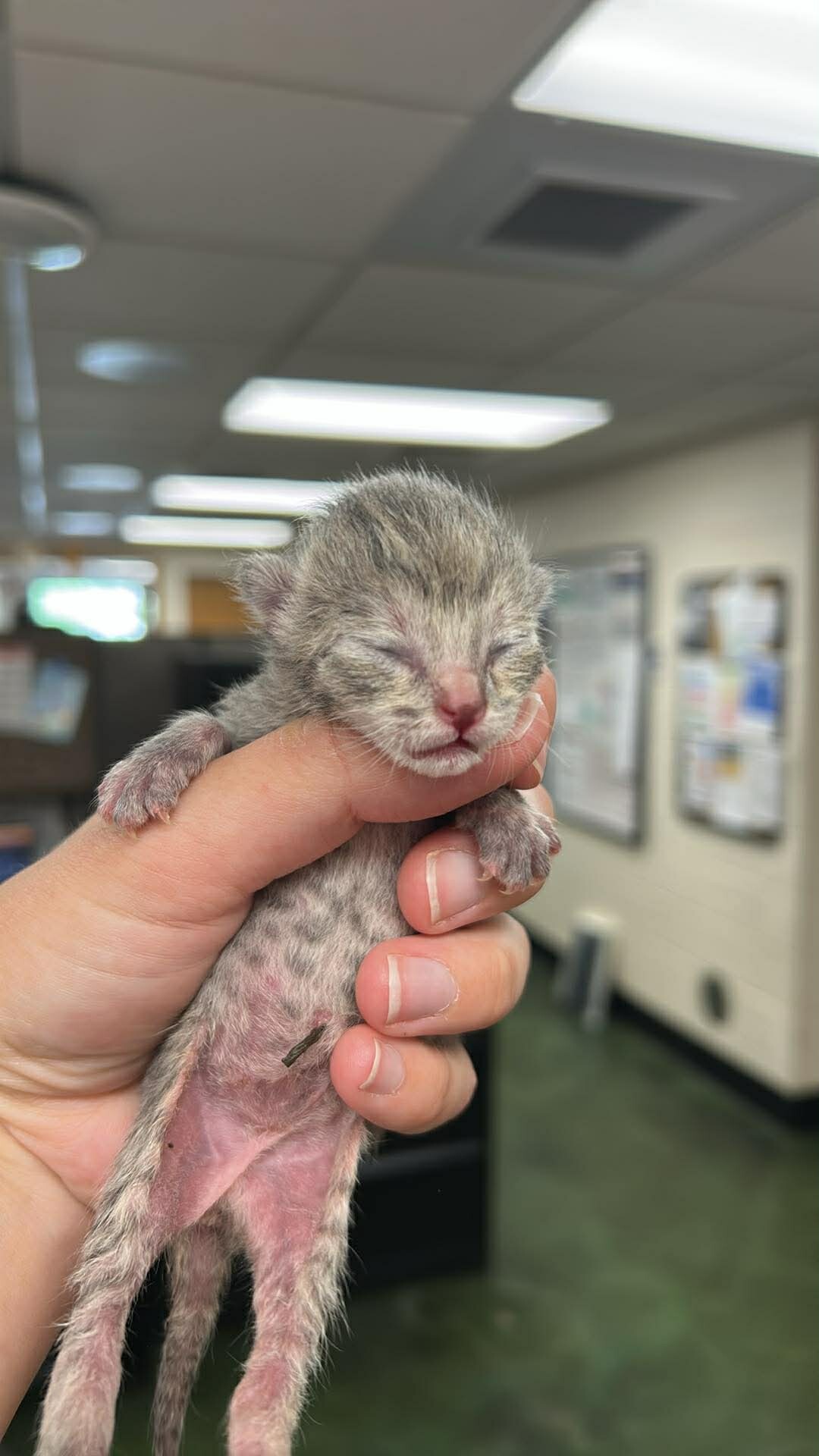Picture of the Animal Listed