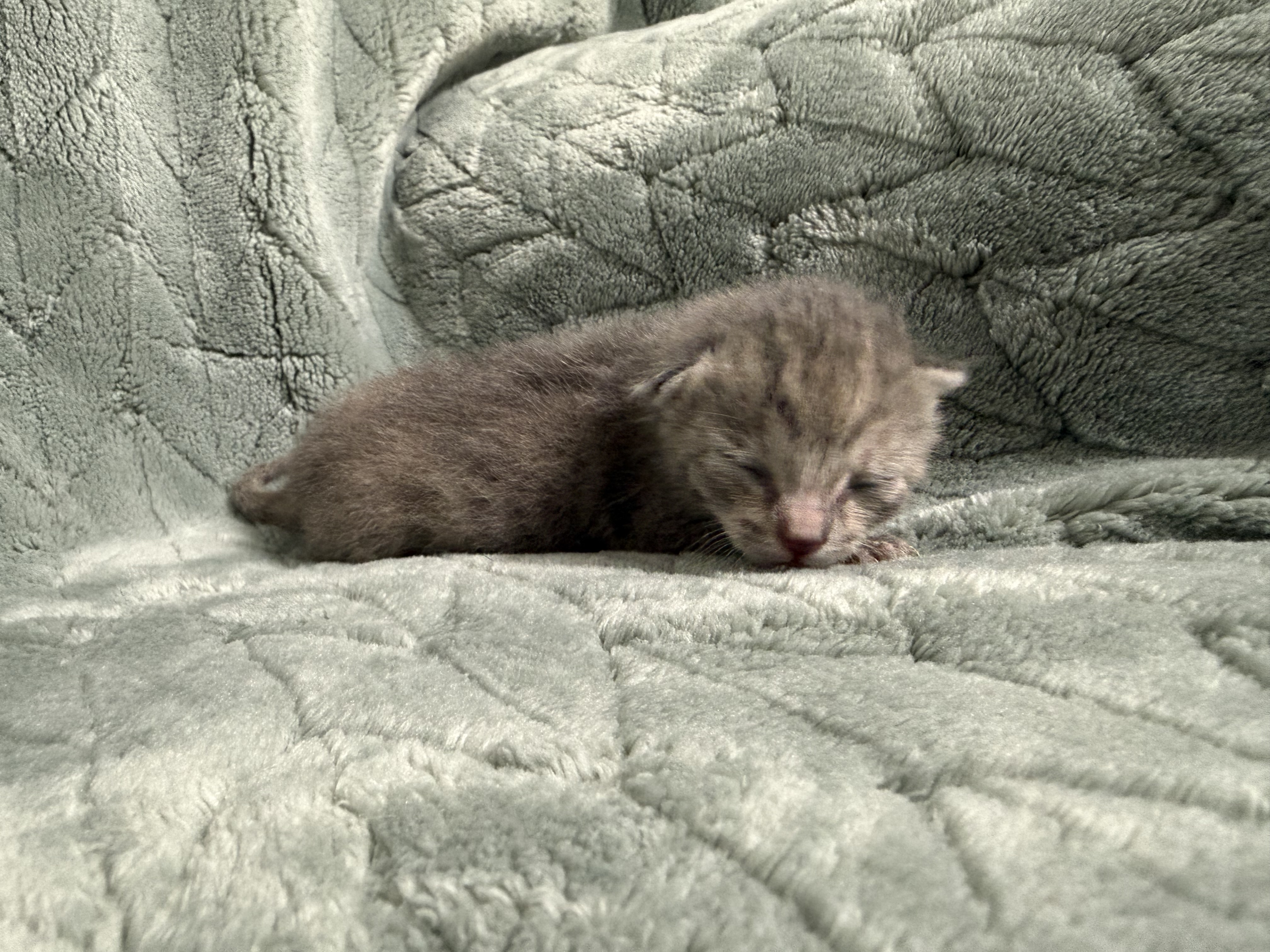 Picture of the Animal Listed
