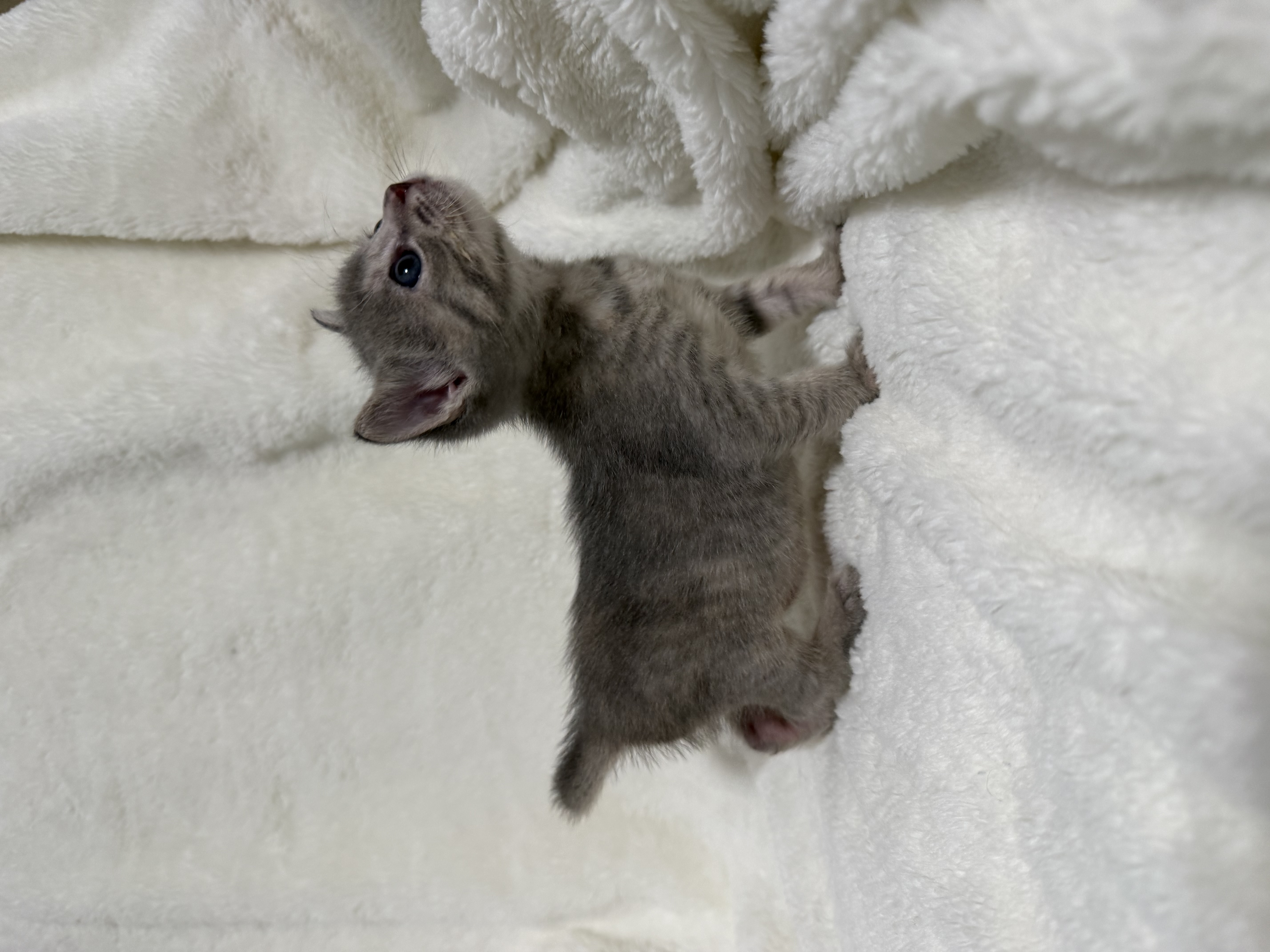 Picture of the Animal Listed