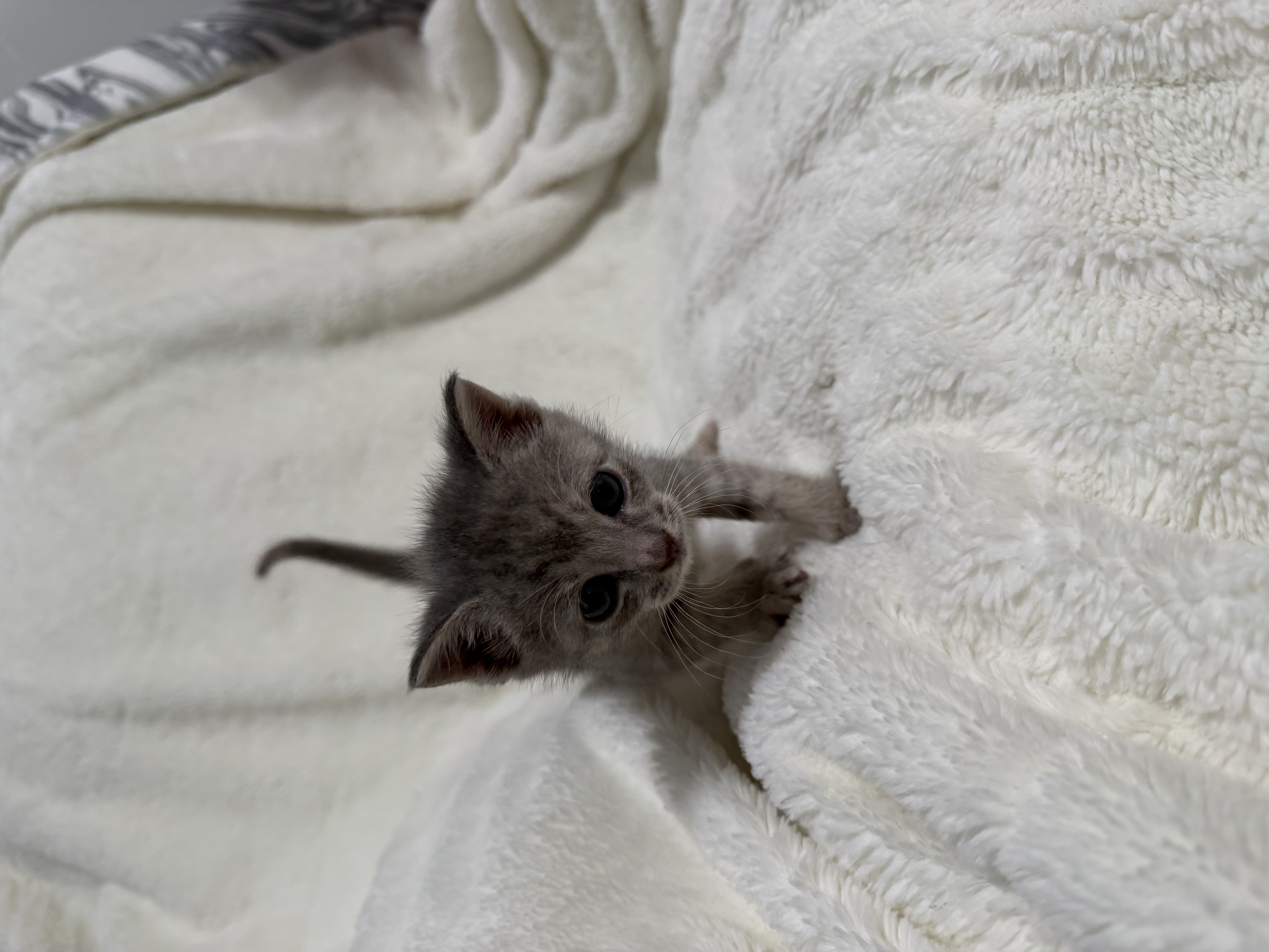 Picture of the Animal Listed