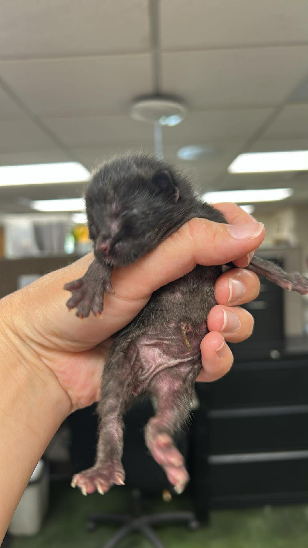 Picture of the Animal Listed