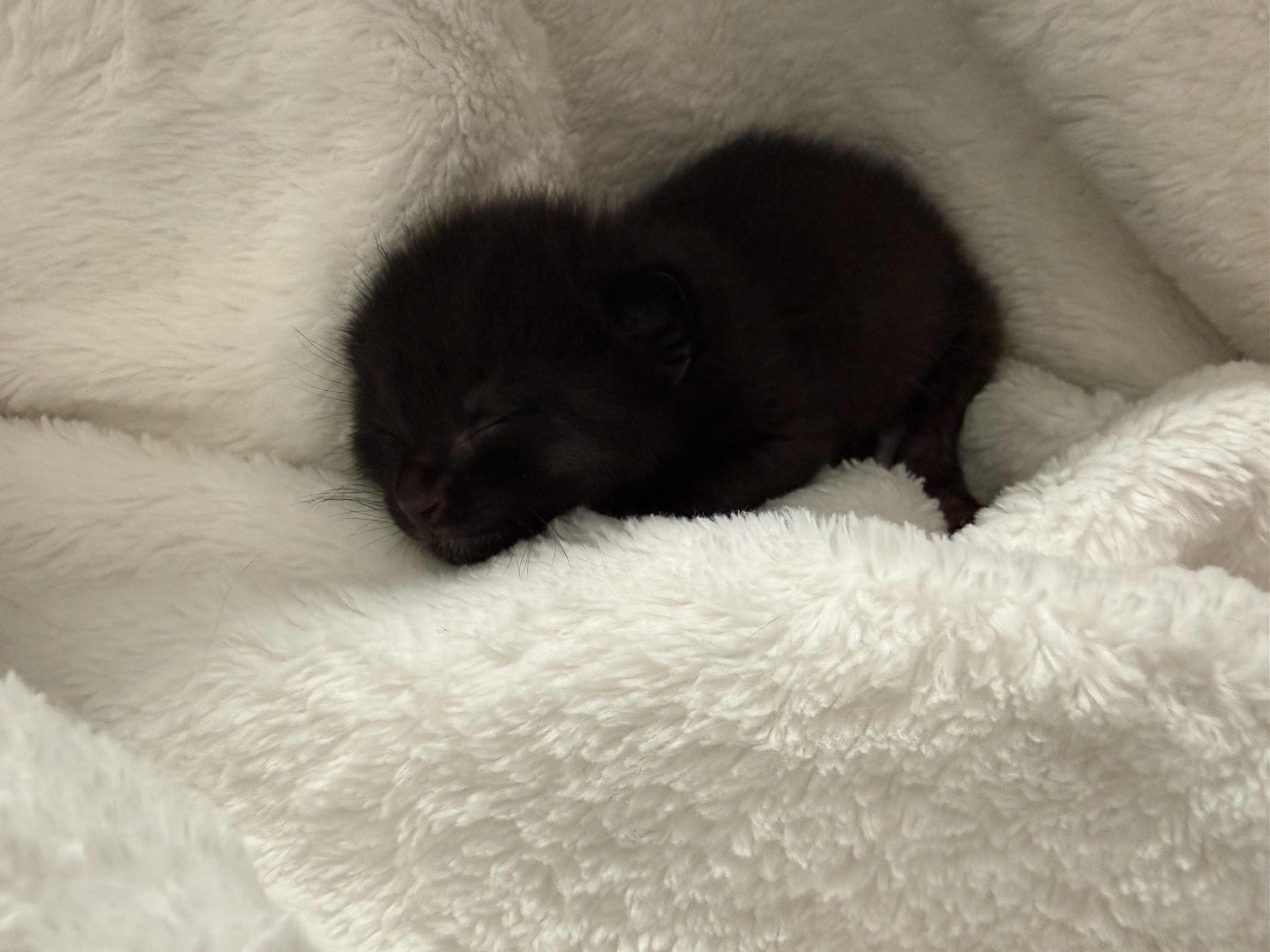 Picture of the Animal Listed