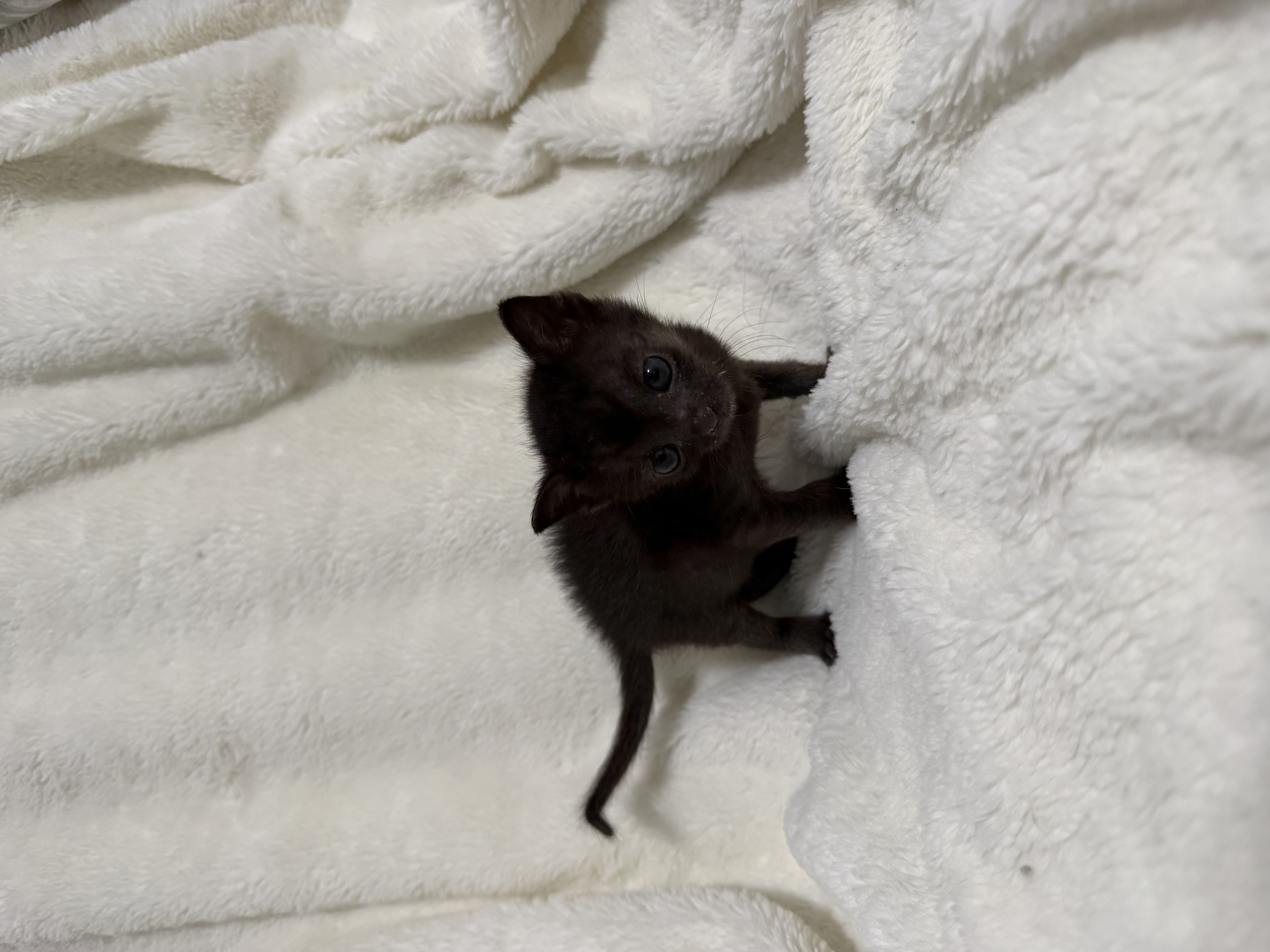 Picture of the Animal Listed