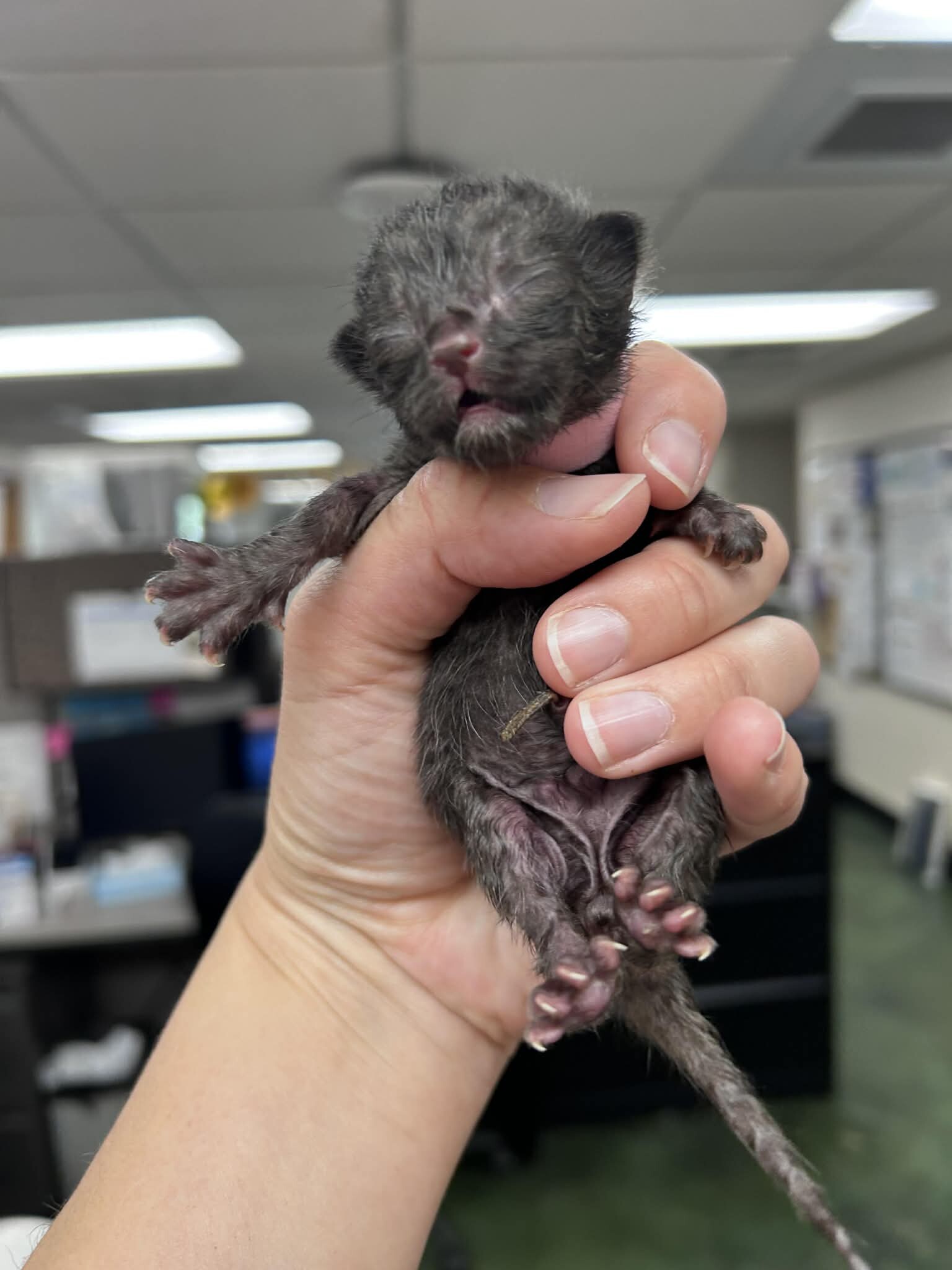 Picture of the Animal Listed