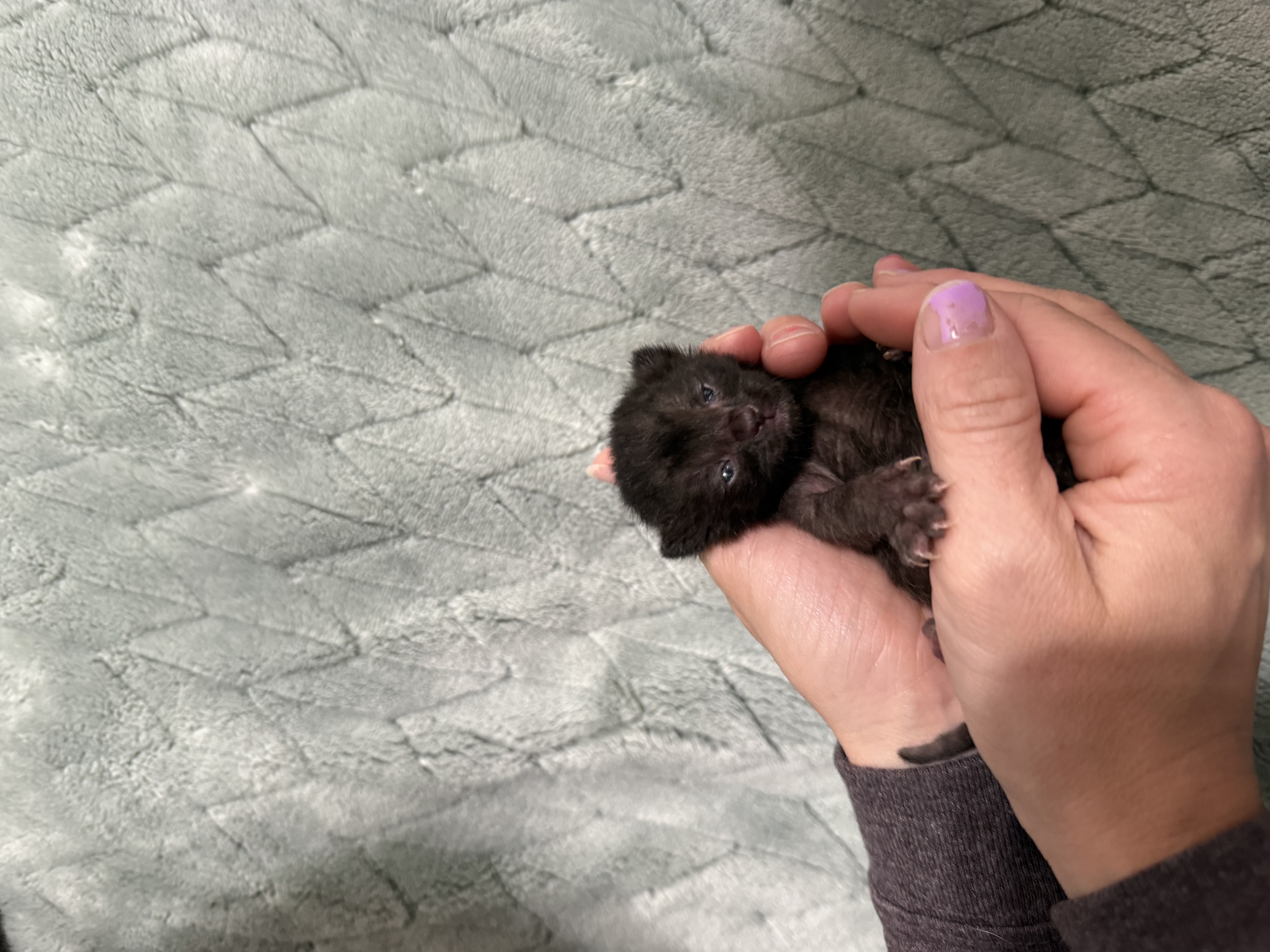 Picture of the Animal Listed