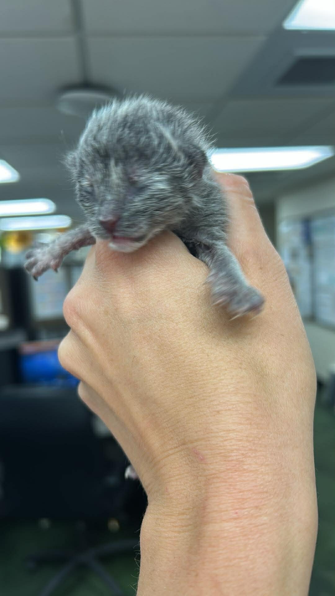 Picture of the Animal Listed