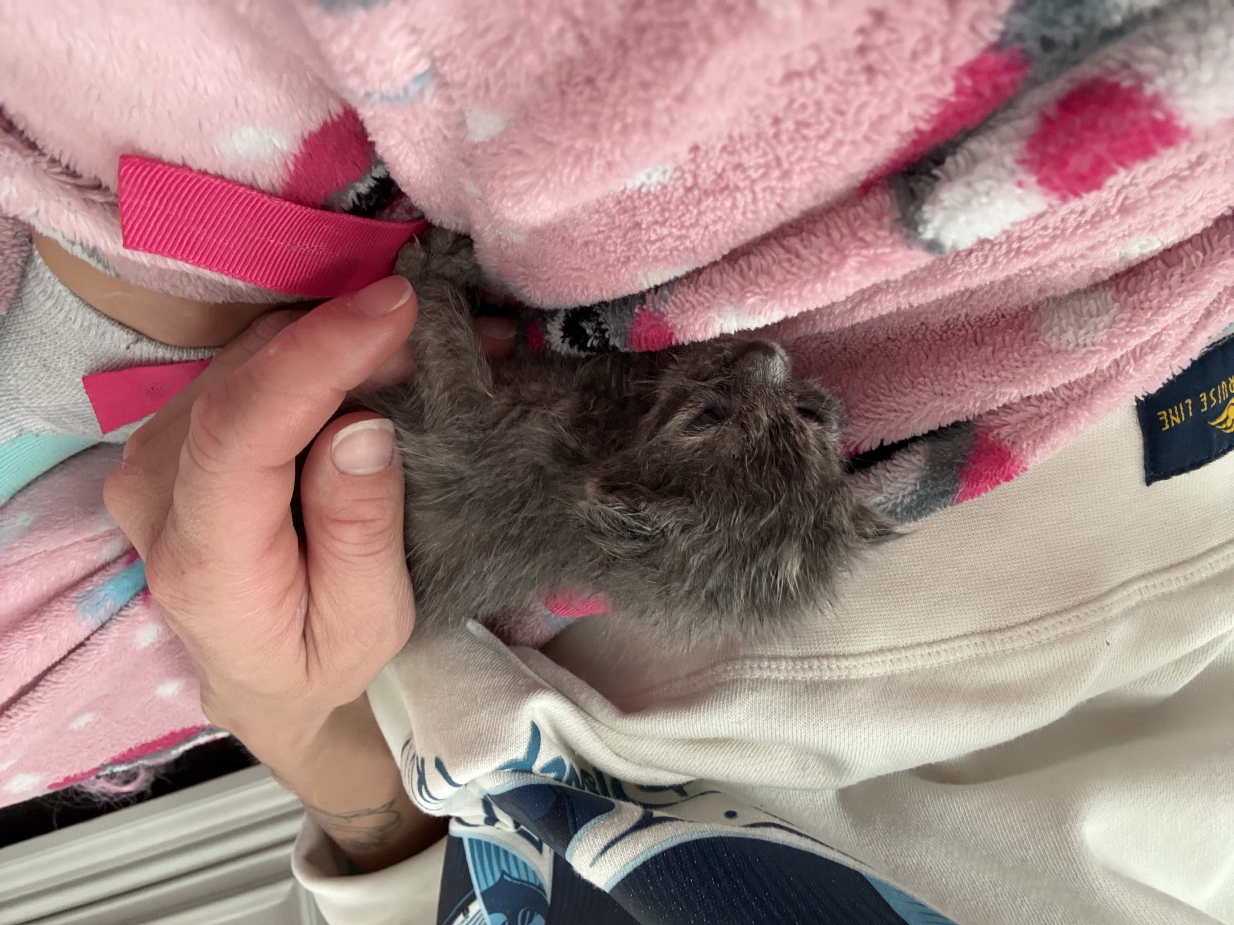 Picture of the Animal Listed