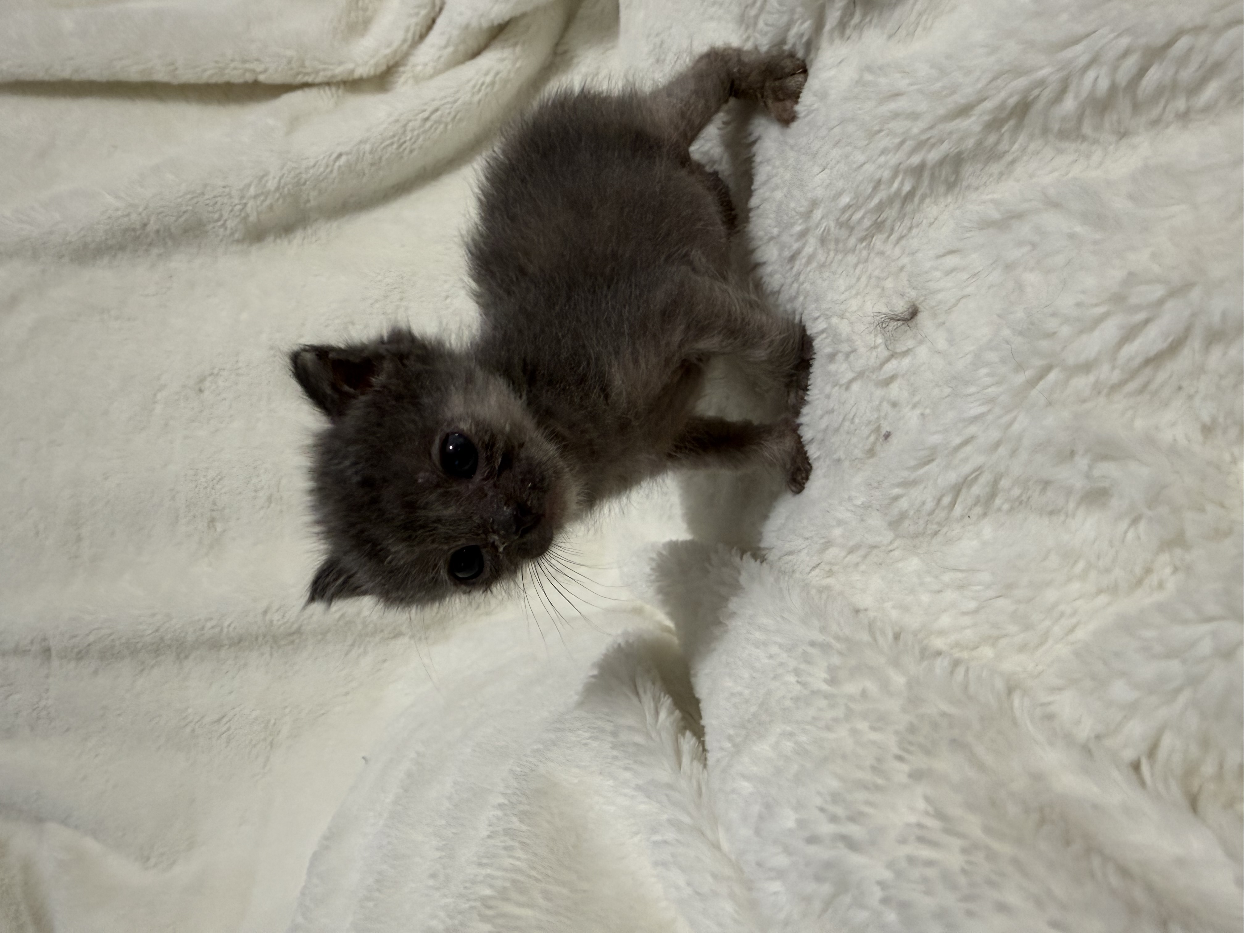 Picture of the Animal Listed