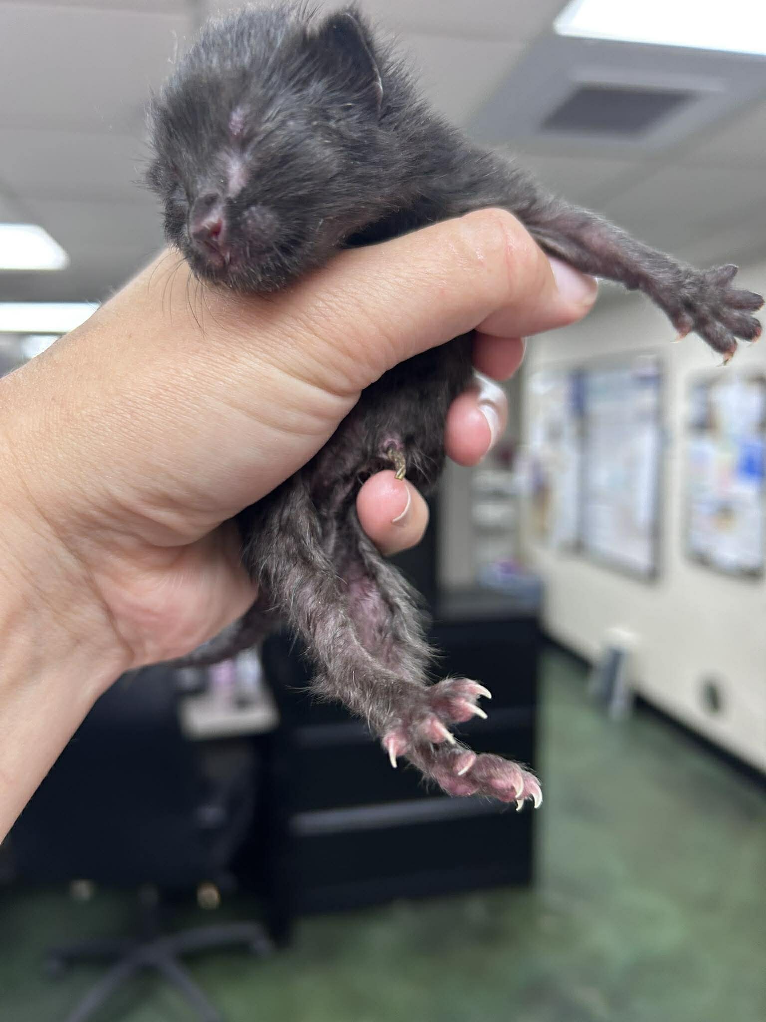 Picture of the Animal Listed