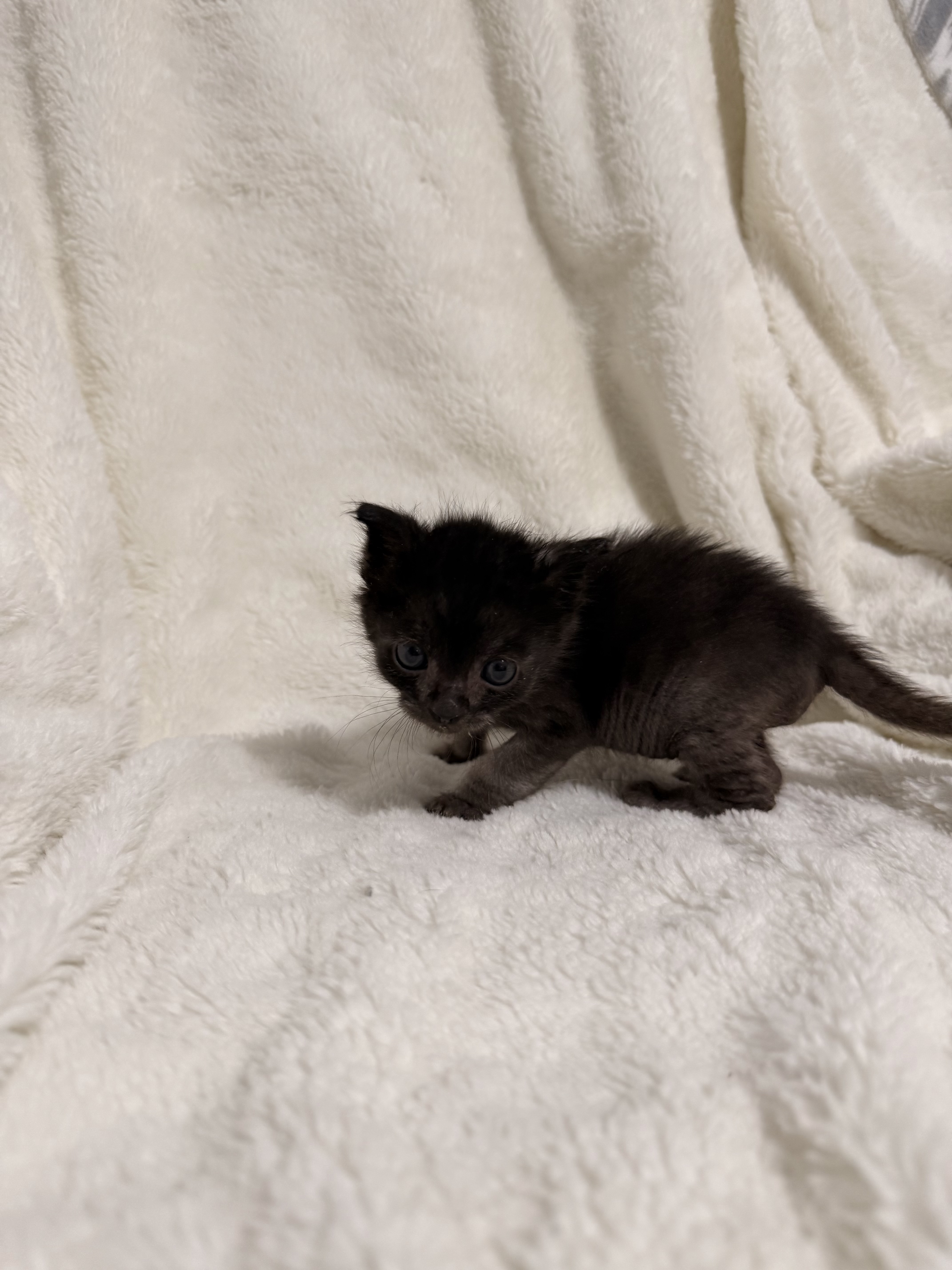 Picture of the Animal Listed