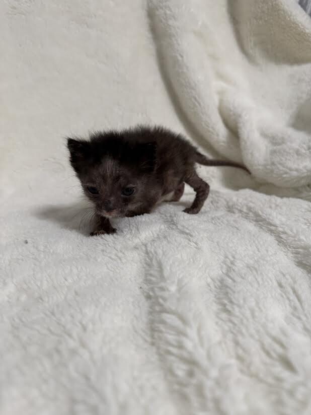 Picture of the Animal Listed