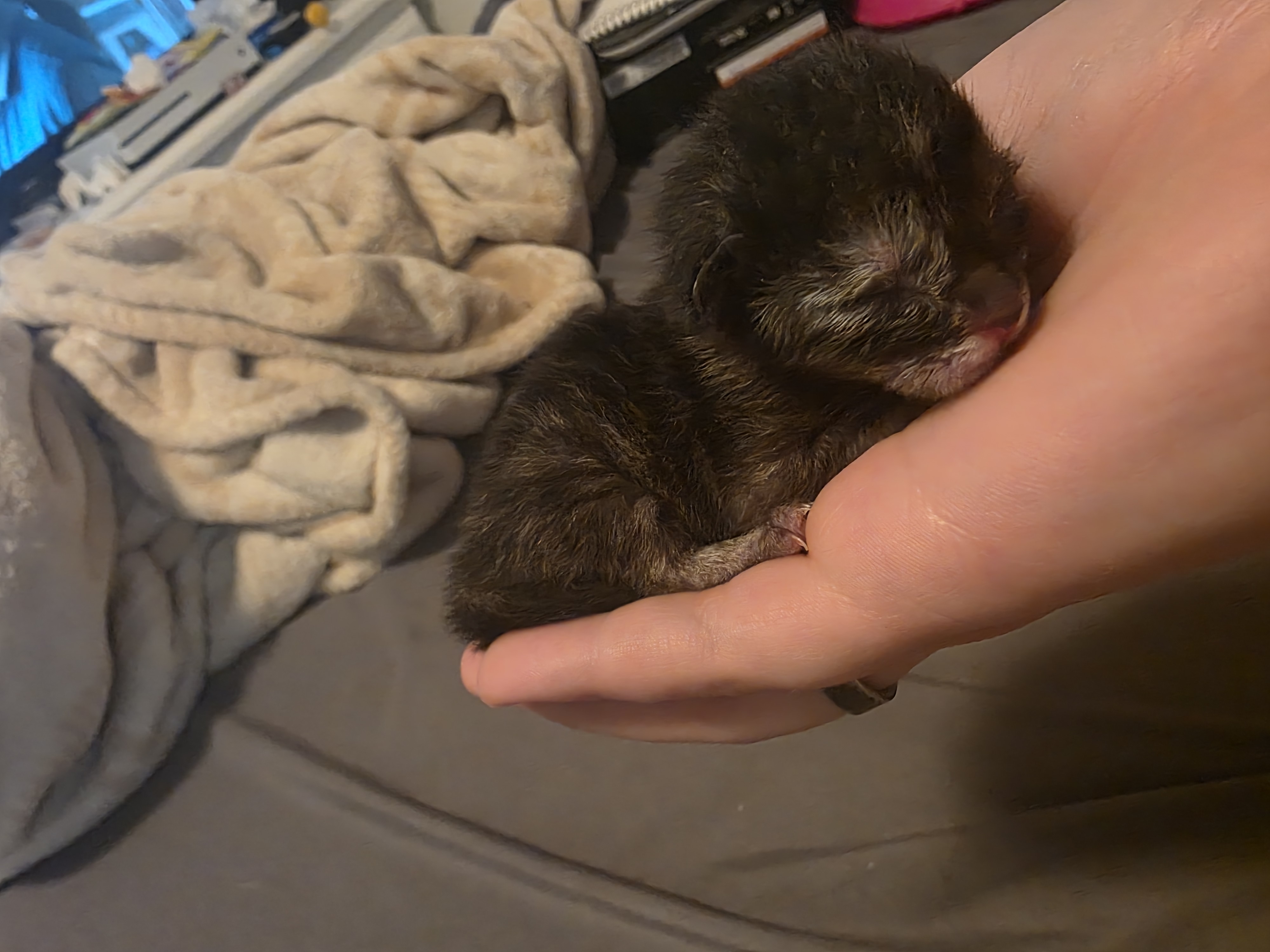Picture of the Animal Listed