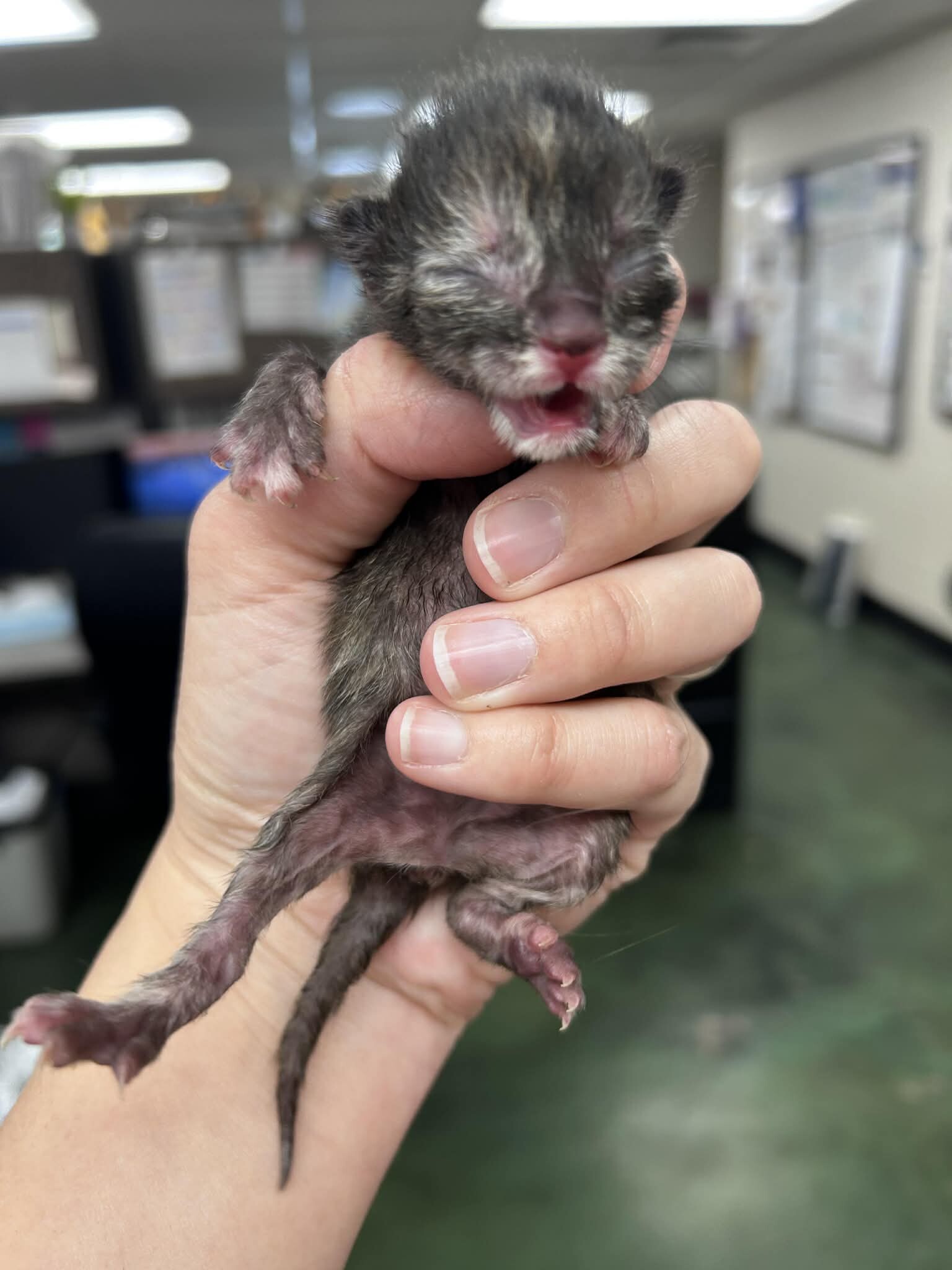 Picture of the Animal Listed