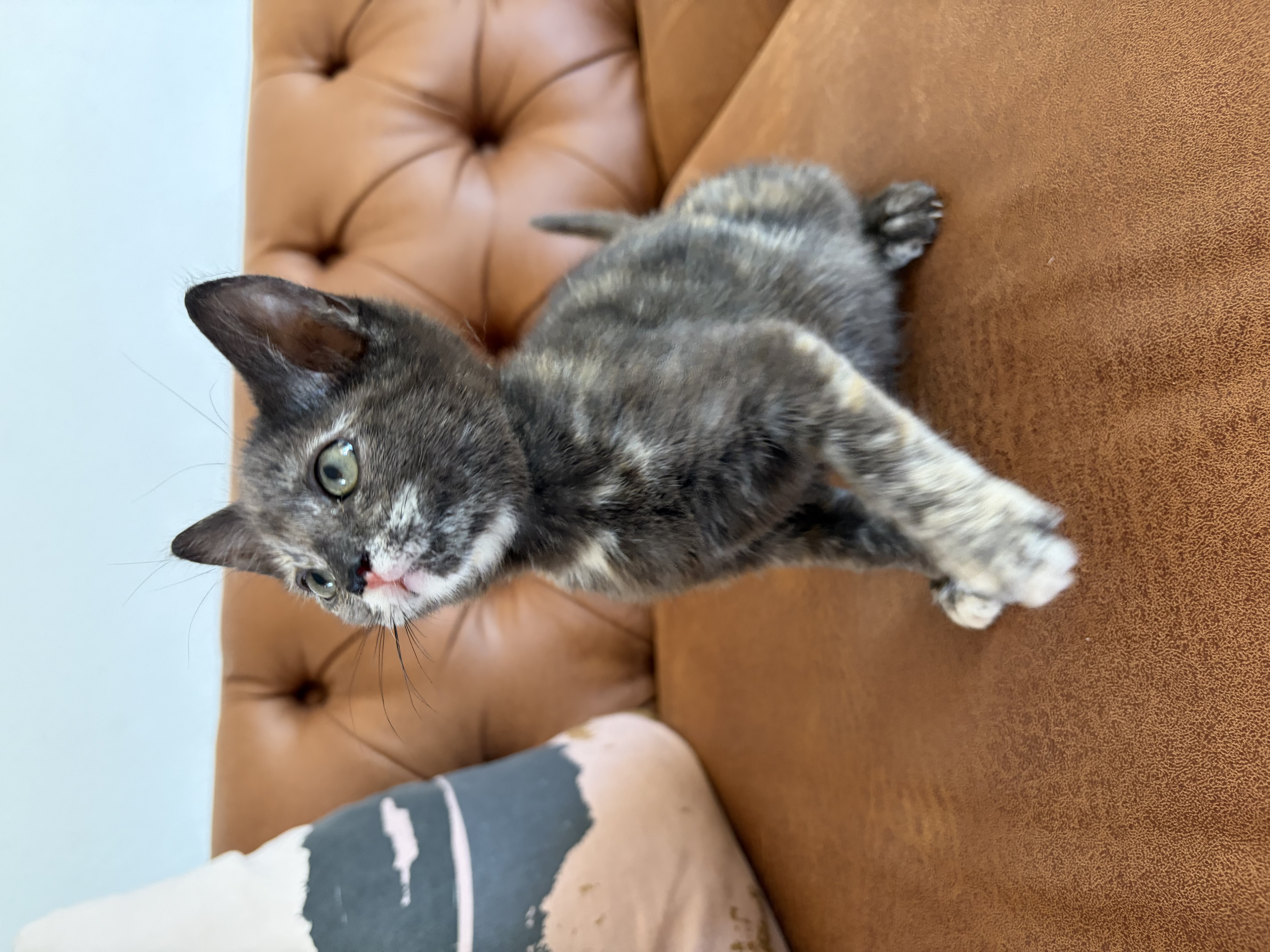 Picture of the Animal Listed