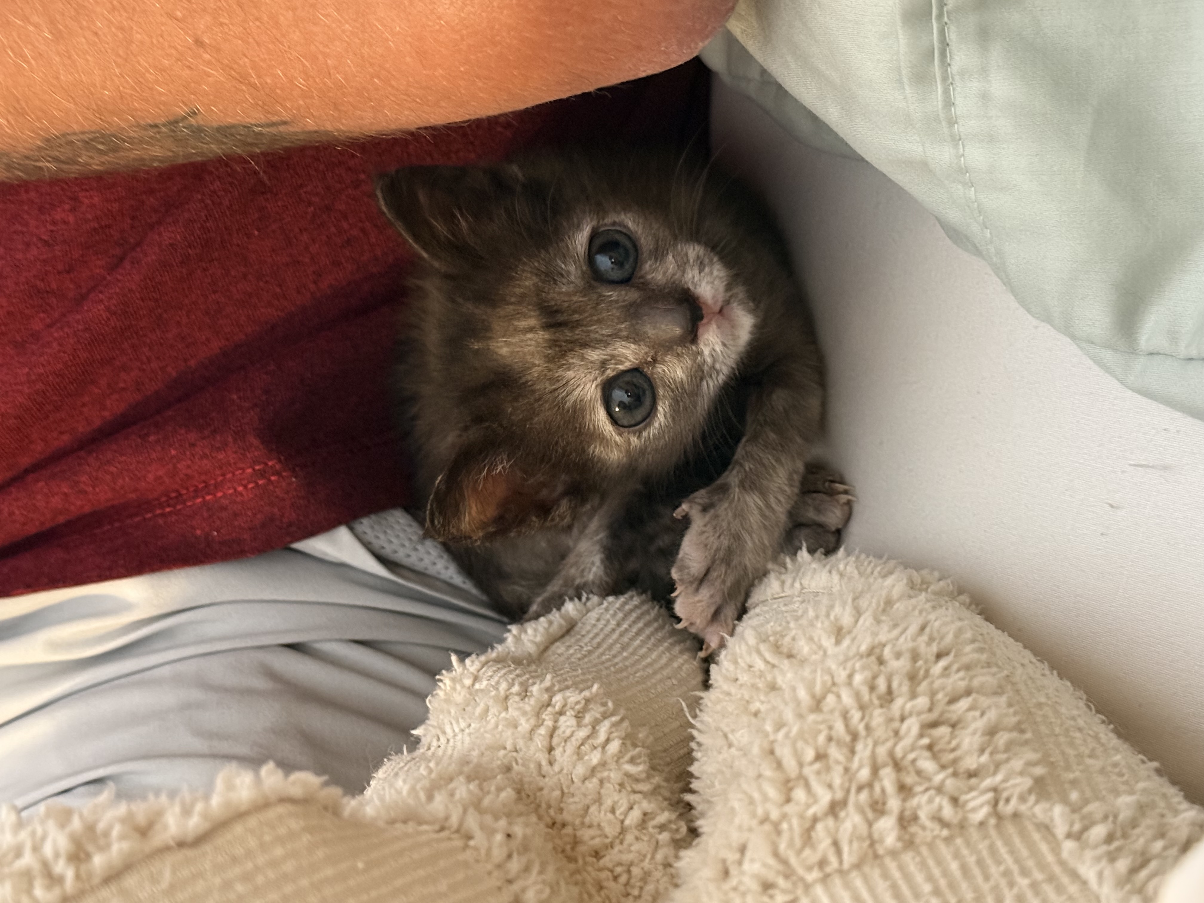 Picture of the Animal Listed