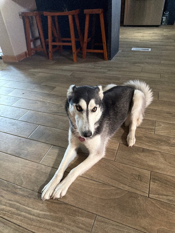 Picture of the Animal Listed