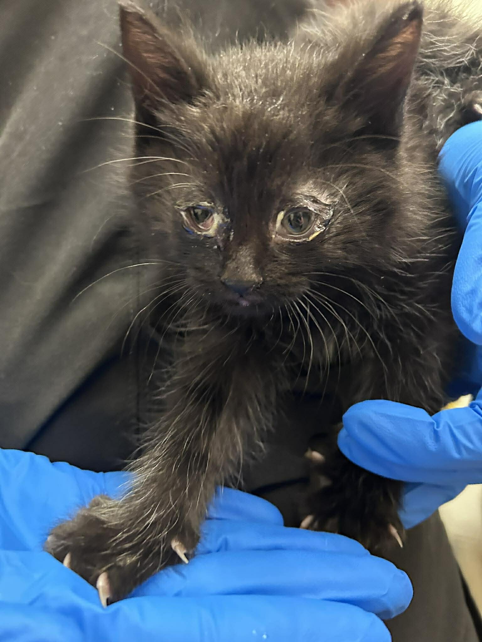 Picture of the Animal Listed