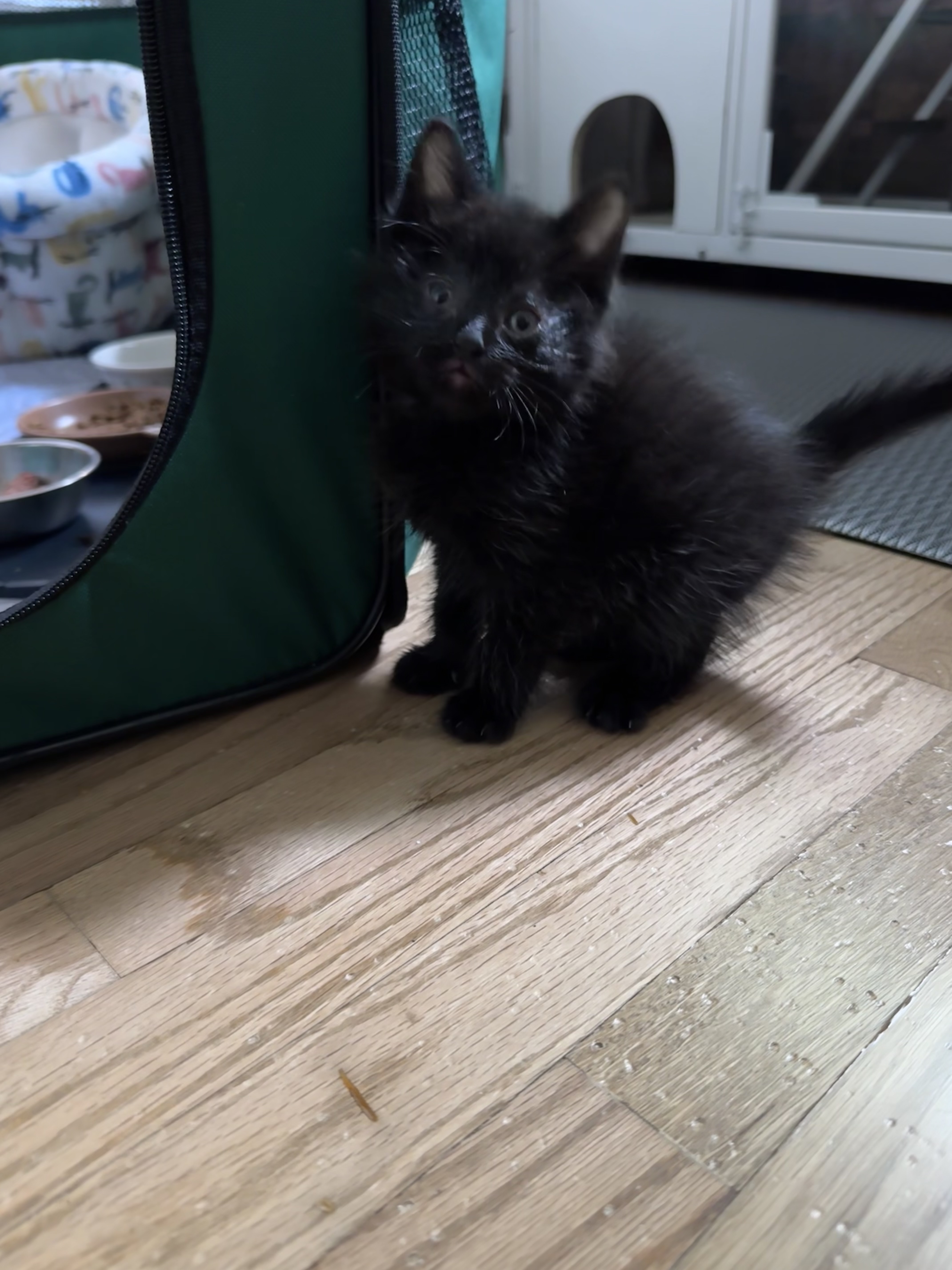 Picture of the Animal Listed