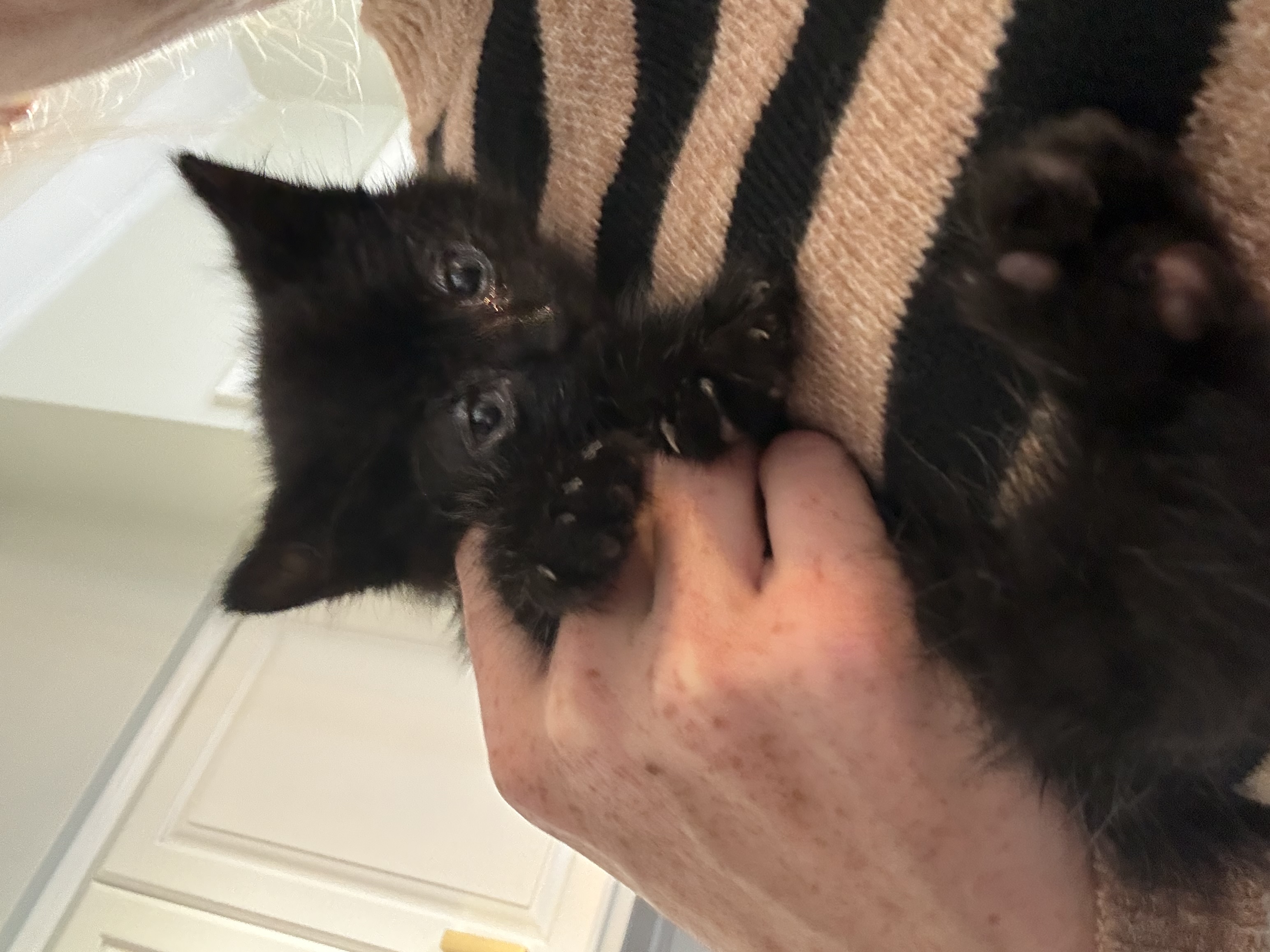 Picture of the Animal Listed