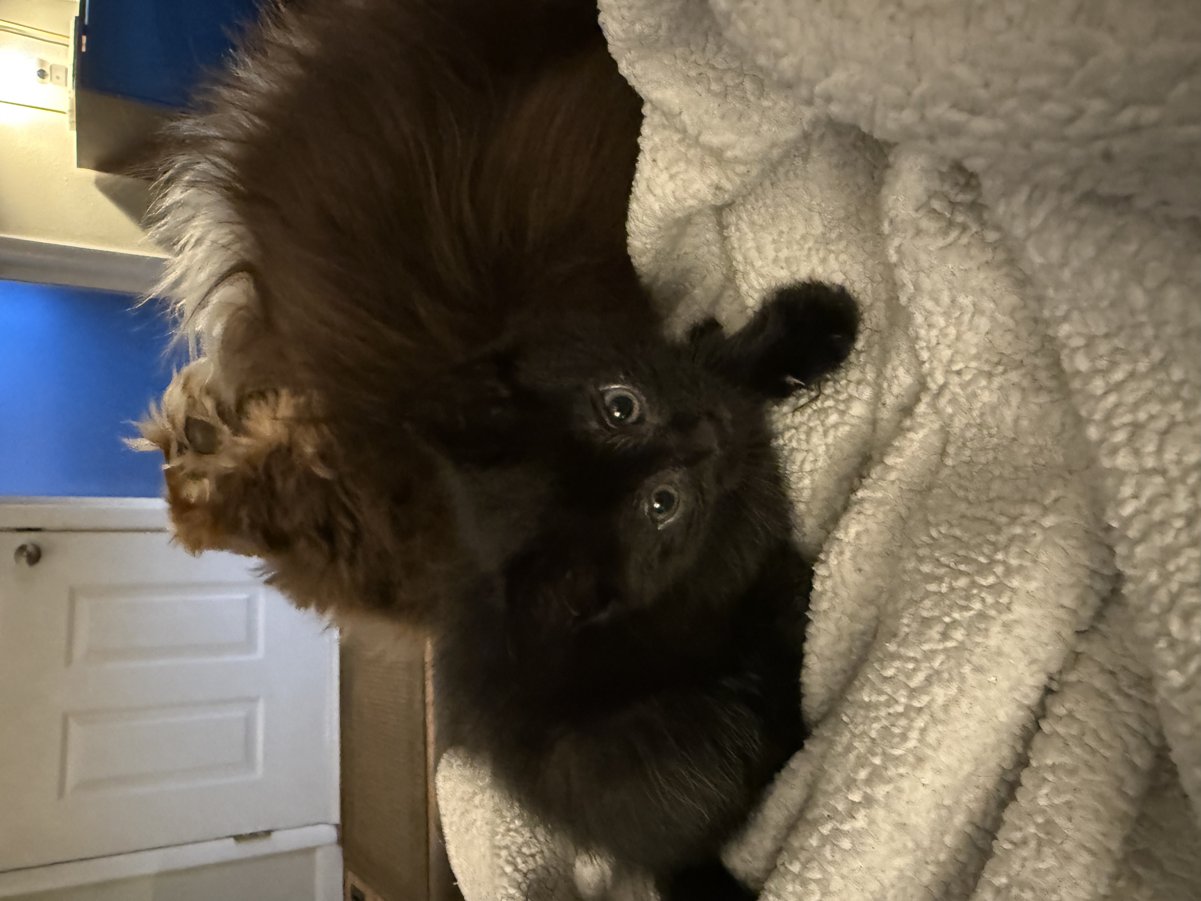 Picture of the Animal Listed