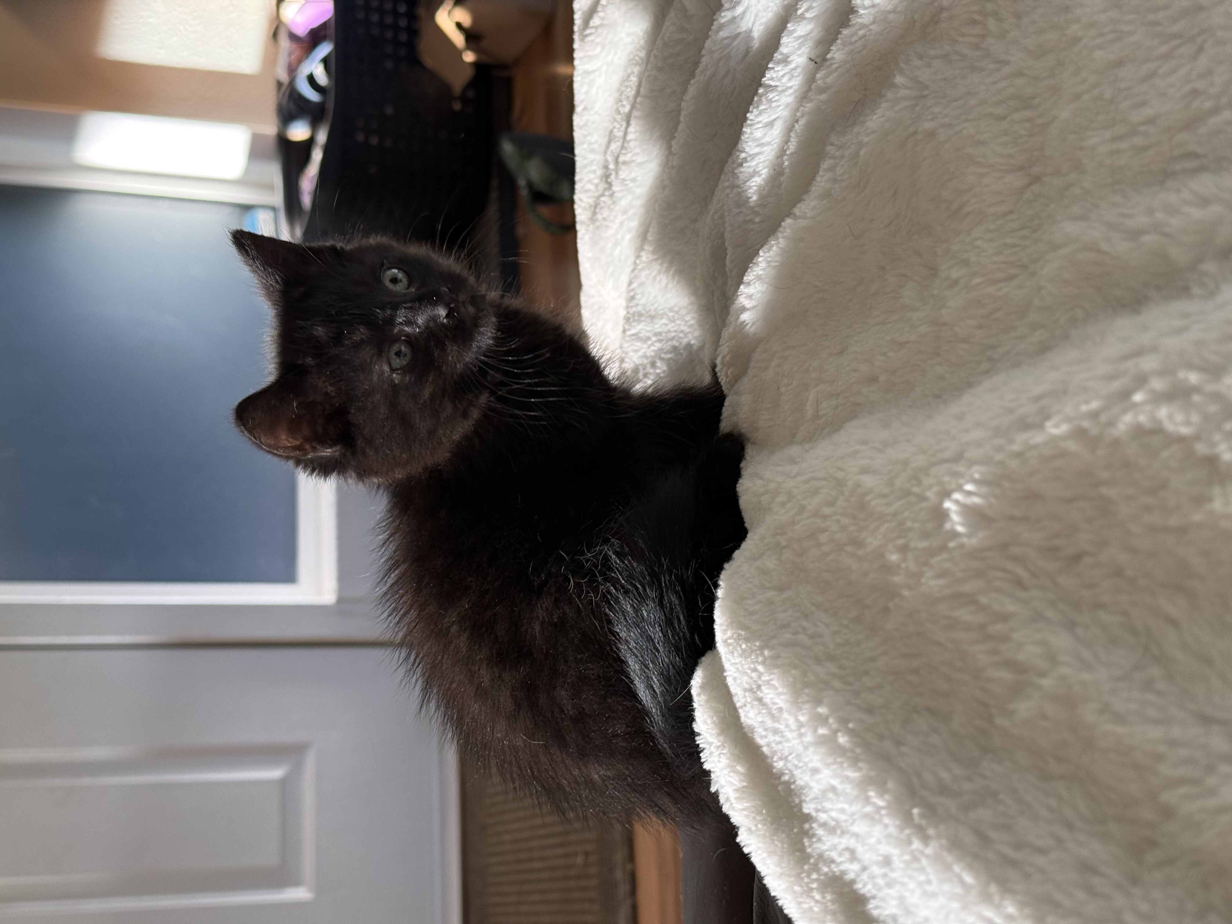 Picture of the Animal Listed