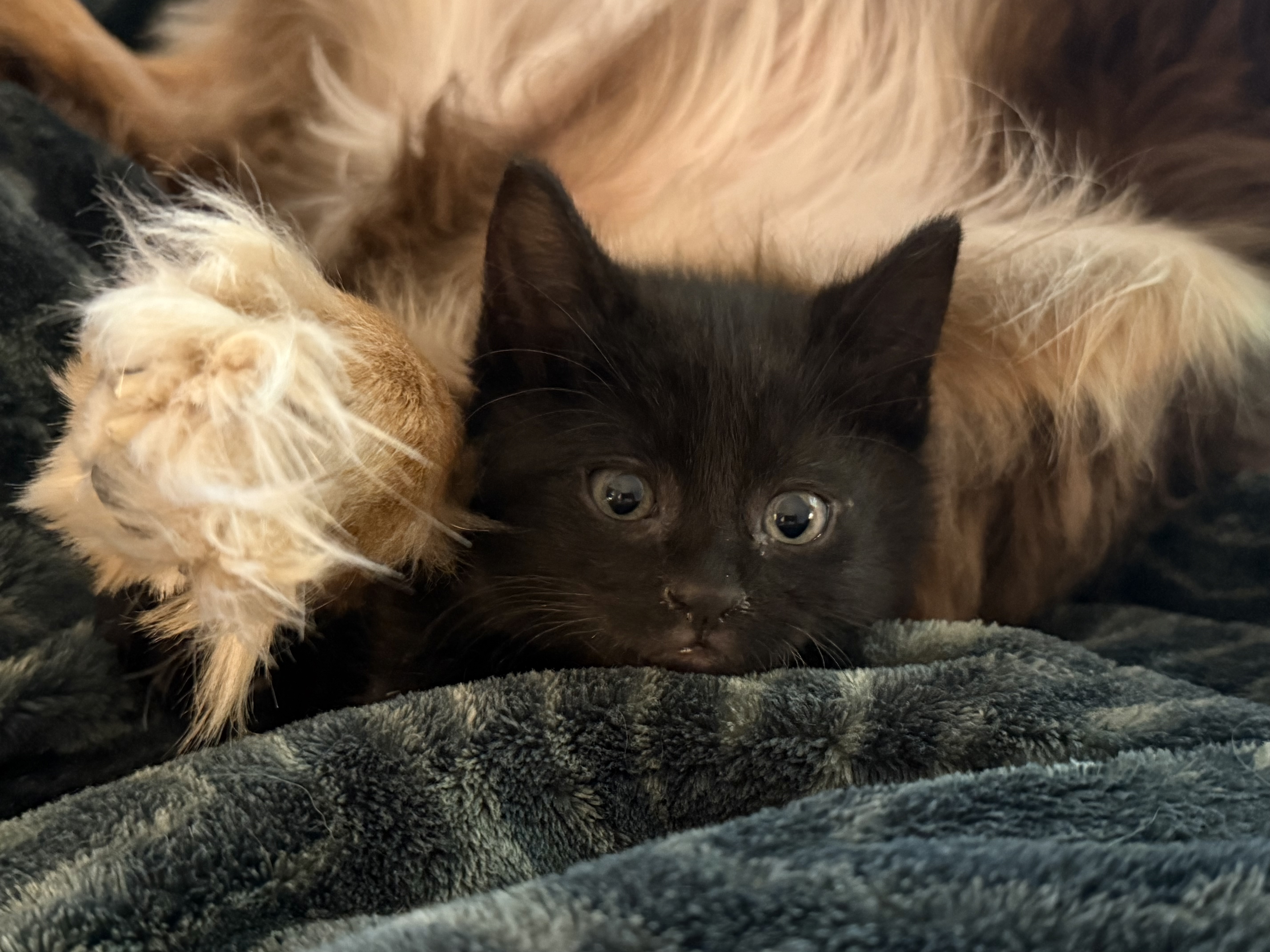 Picture of the Animal Listed