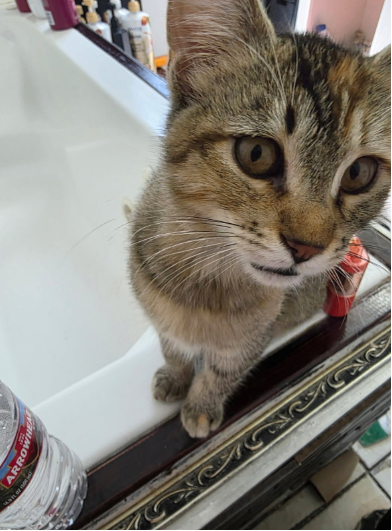 Picture of the Animal Listed