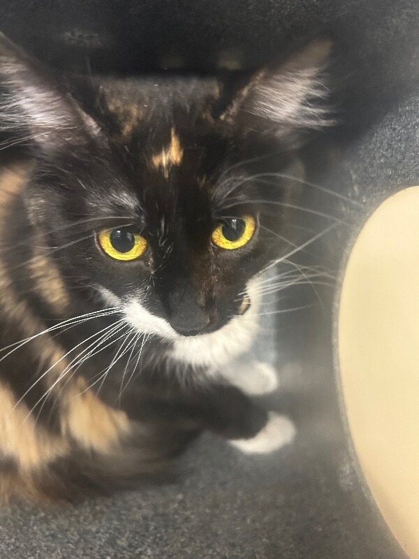 Picture of the Animal Listed