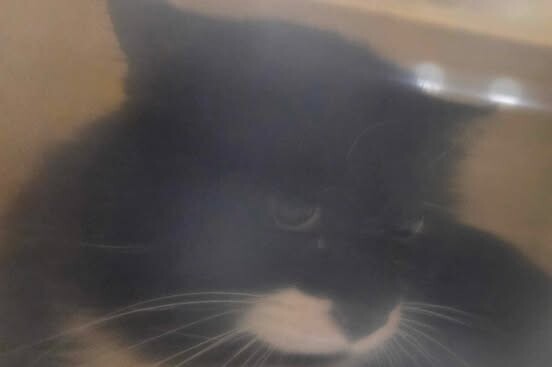 Picture of the Animal Listed