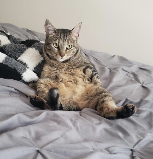 Picture of the Animal Listed