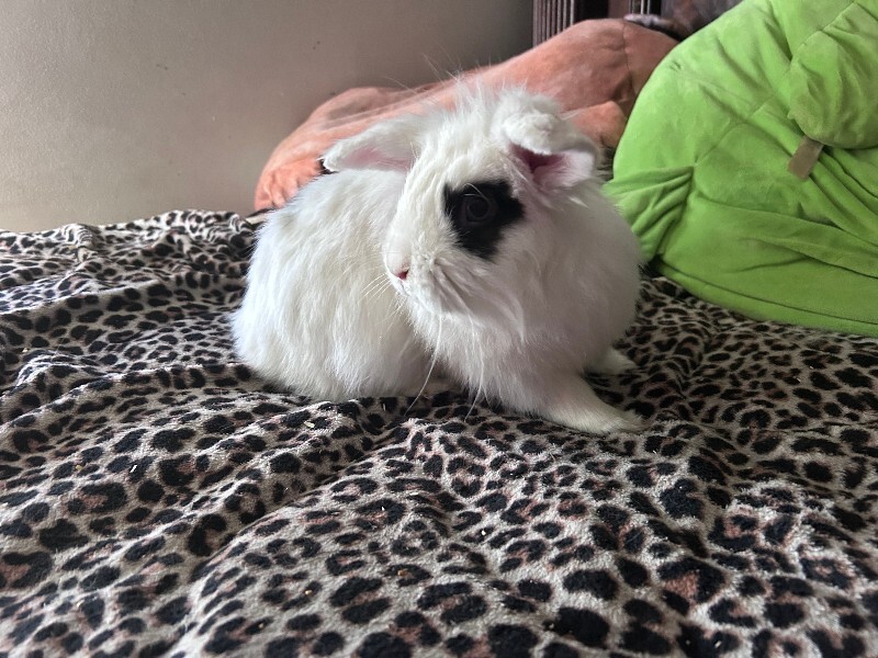 Picture of the Animal Listed