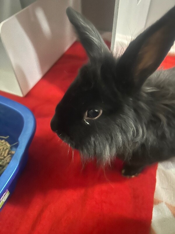 Picture of the Animal Listed